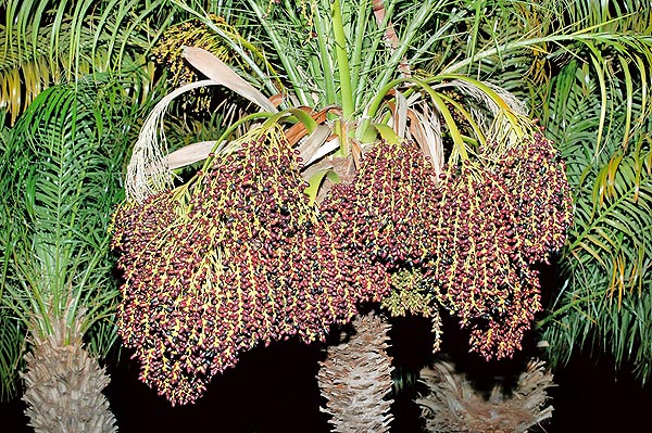 Phoenix roebelenii with fruits © Giuseppe Mazza