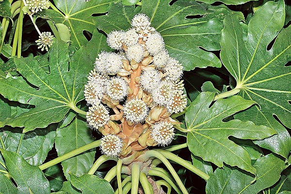 Fatsia japonica, aralia de Japon, aralia japonés, falsa aralia, Araliaceae