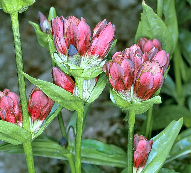 Pianta perenne di 20-60 cm, ha fiori sessili in fascetti all’apice del fusto o all’ascella delle foglie superiori © Mazza