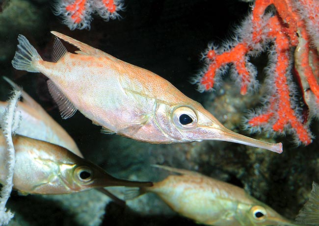 Piccolo ma grintoso, il Macroramphosus scolopax ha conquistato quasi tutti i mari del mondo © Giuseppe Mazza