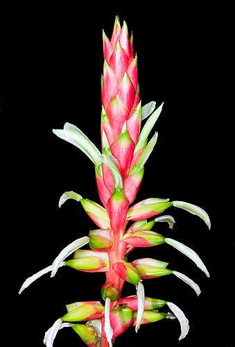 Pitcairnia maidifolia, Bromeliaceae