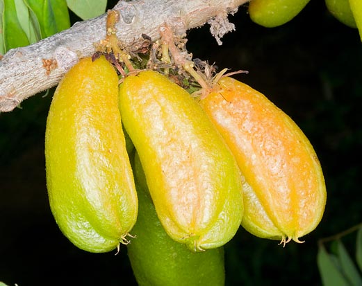 More acid than those of Averrhoa carambola they contain C and A vitamins © G. Mazza