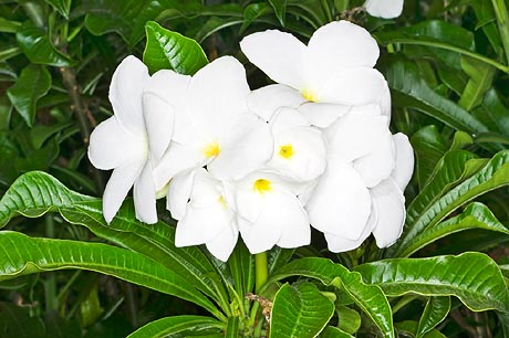 Plumeria pudica - Monaco Nature Encyclopedia