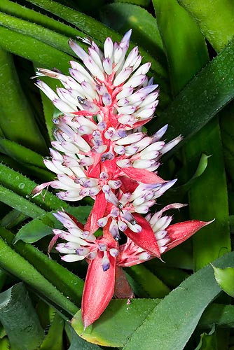 Epiphytic, also edges and flowerbeds in Tropics © G. Mazza