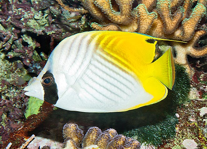Chaetodon auriga, Chaetodontidae, Pez mariposa de aleta ribeteada Chaetodon auriga, Chaetodontidae, Pez mariposa de aleta ribeteada, Pez mariposa auriga