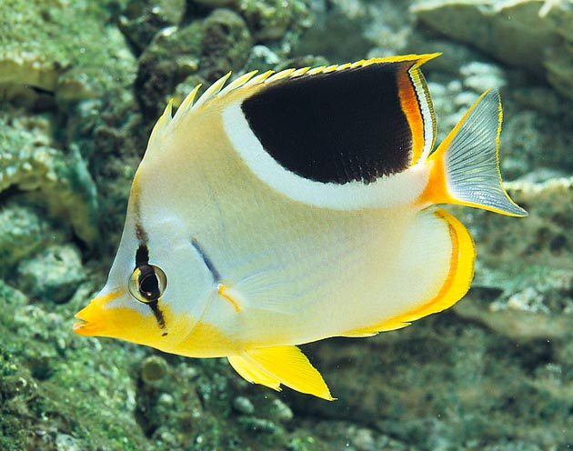 Chaetodon ephippium, Saddle butterflyfish, Chaetodontidae Chaetodon ephippium, Saddle butterflyfish, Chaetodontidae