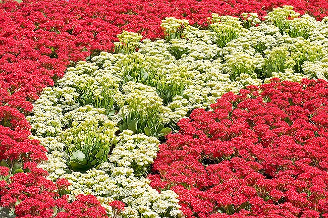 Cultivable à l’extérieur pour parterres fleuris ou bordures. Hybrides à fleurs blanches, jaunes, orange et rose © Giuseppe Mazza