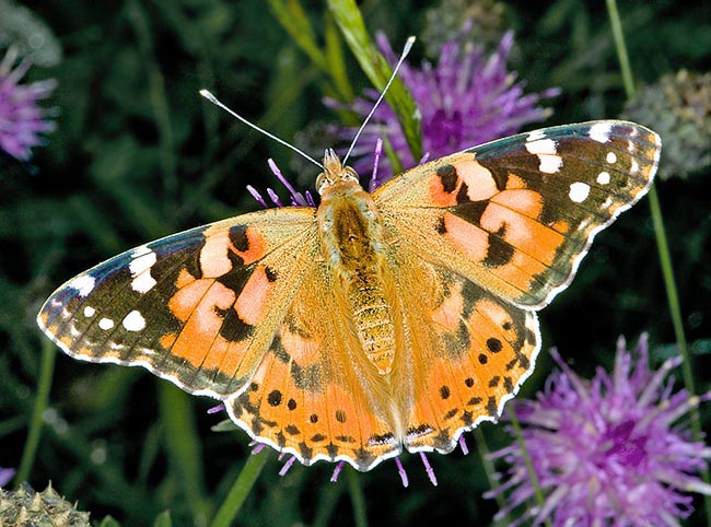 Elle peut parcourir jusqu’à 3.000 km et est un des papillons les plus répandus dans le monde © Giuseppe Mazza