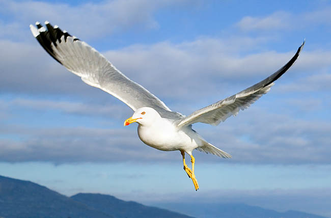 Larus michahellis, Laridae, Yellow legged gull