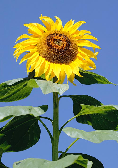 When young, the Helianthus annuus flower head follows the course of the sun © Mazza