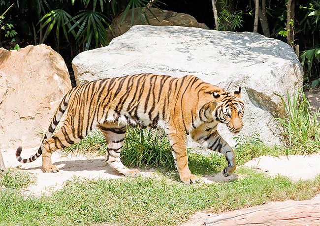 Quand un tigre tourne ses oreilles en montrant ainsi ses taches blanches, il est prêt à attaquer © Giuseppe Mazza