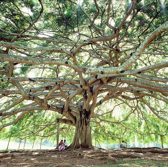 Este Ficus benjamina supera largamente, en Sri Lanka, las dimensiones usuales © G. Mazza