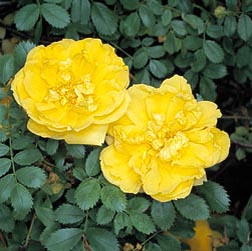 Rosa foetida persiana - Monaco Nature Encyclopedia