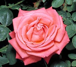 jpg_R-8-152_Super_Star-51007.jpg
