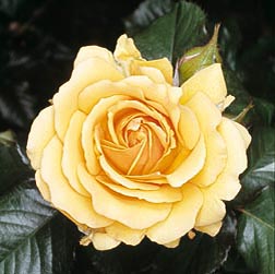 Rosa ‘Amber Queen’ - Monaco Nature Encyclopedia