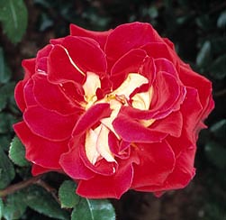 jpg_R-8-238_Rosa_Yakimour-