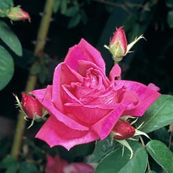 Rosa ‘Noëlla Nabonnand’ - Monaco Nature Encyclopedia