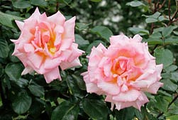rosa-belle-de-londres-monaco-nature-encyclopedia