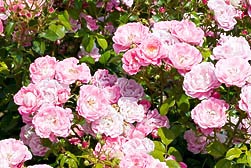 Rosa ‘La Nina’ - Monaco Nature Encyclopedia
