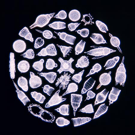 Radiolaria © Giuseppe Mazza