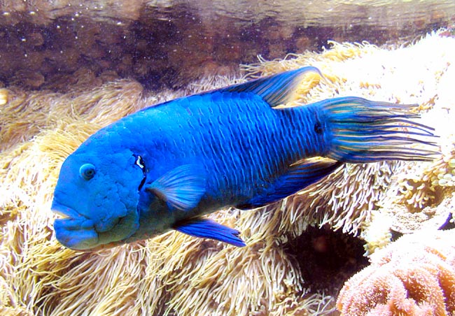 Cheilinus lunulatus, Labridae, Tordo dalla coda sfrangiata Cheilinus lunulatus, Labridae, Tordo dalla coda sfrangiata