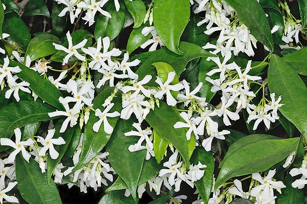 Trepador siempreverde con flores perfumadas que recuerdan el jazmín, también medicinal © Mazza