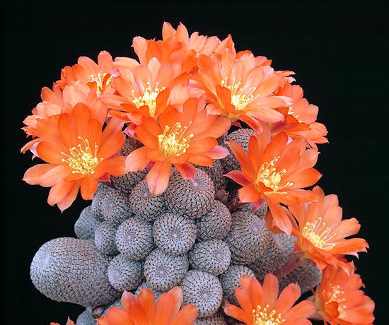 Rebutia heliosa: pequeño tamaño y una profusión de flores en primavera-verano © G. Mazza