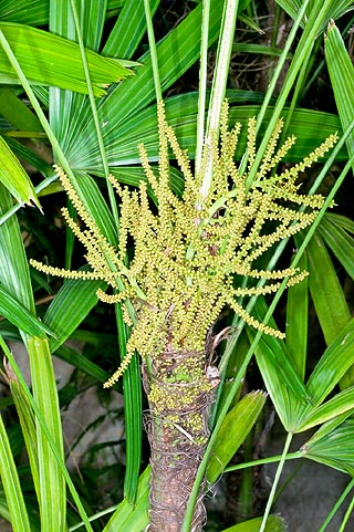 Excellent indoor palm © Giuseppe Mazza