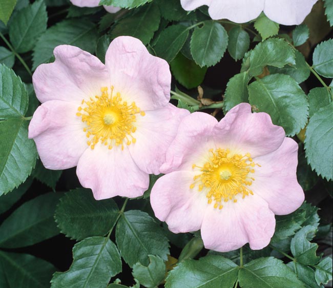 Dog rose: perfection in simplicity. Pink-white 5 petals corollas with slight scent © Giuseppe Mazza