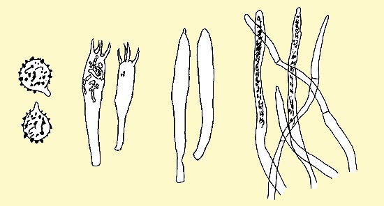 Russula delica, Russulaceae, colombina bianca, rossola delicata, durello, peperone