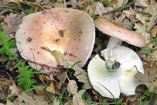 Russula vesca © Pierluigi Angeli