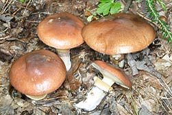 Voitatti Suillus luteus - Monaco Nature Encyclopedia