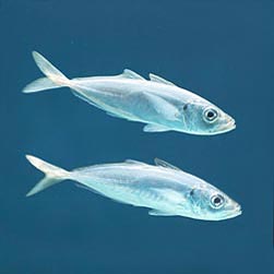 Trachurus trachurus Monaco Nature Encyclopedia