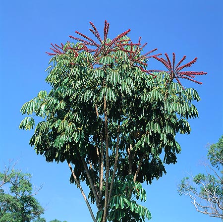 Schefflera actinophylla © Giuseppe Mazza