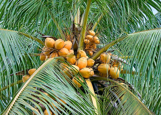 Según la variedad, los frutos del Cocos nucifera son amarillos, verdes o marrones © G. Mazza