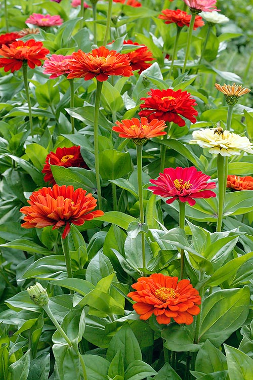 Depending on variety, the Zinnia elegans may measure 15 to 120 cm © Giuseppe Mazza
