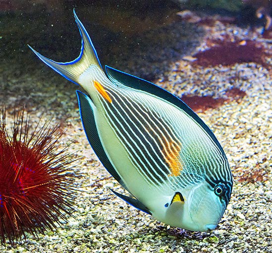 Acanthurus soha, Acanthuridae, Poisson chirurgien zébré Acanthurus soha, Acanthuridae, Poisson chirurgien zébré
