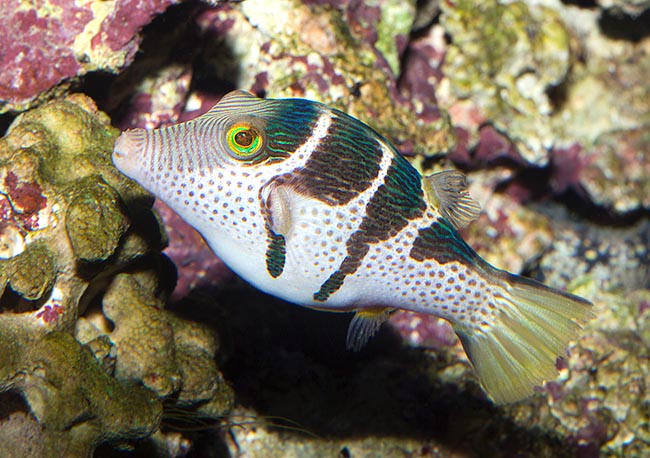 Canthigaster valentini, Tetraodontidae, Canthigaster à selle noire