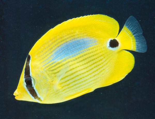 Chaetodon plebeius, Blueblotch butterflyfish, Chaetodontidae