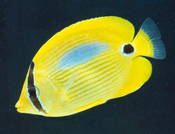 Chaetodon plebeius, Blueblotch butterflyfish, Chaetodontidae Chaetodon plebeius, Blueblotch butterflyfish, Chaetodontidae
