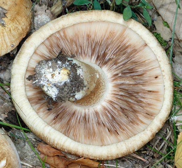 Tricholoma acerbum, Tricholomataceae, tricholome acerbe