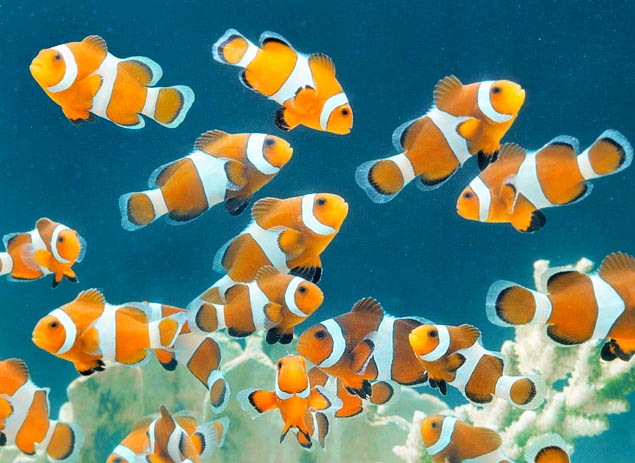 Amphiprion Ocellaris Monaco Nature Encyclopedia