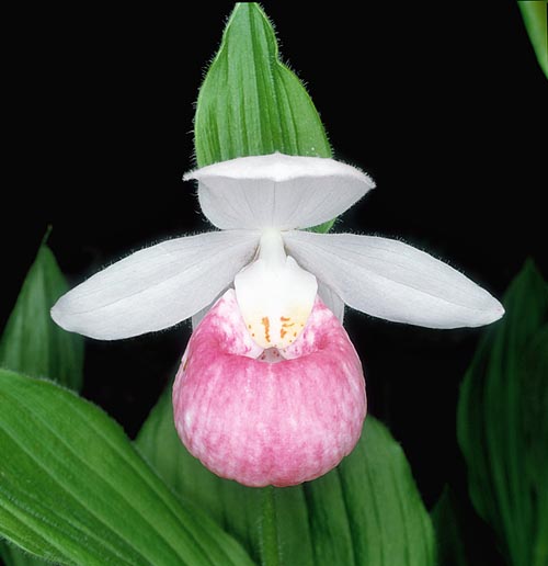Cypripedium reginae es la más grande orquídea espontánea de Norte América © Mazza