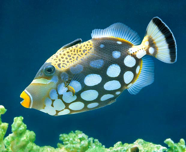 Balistoides conspicillum, Balistidae, Pez Ballesta Payaso Balistoides conspicillum, Balistidae, Pez Ballesta Payaso