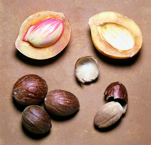 The seed enclosing the nutmeg is under the red aril © Giuseppe Mazza