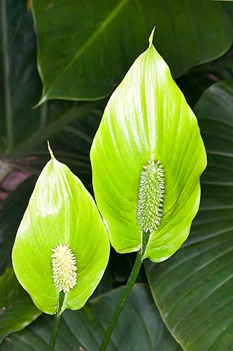 Espèce peu répandue. Une spathe verte insolite © Mazza