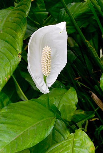 It is one of the most diffused indoor plants © Mazza