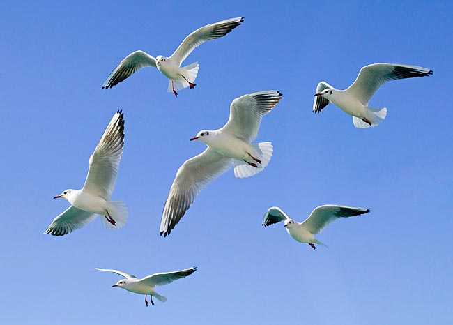 Specie gregaria, torna sempre per riprodursi, a fine inverno, nel luogo di nascita © Giuseppe Mazza
