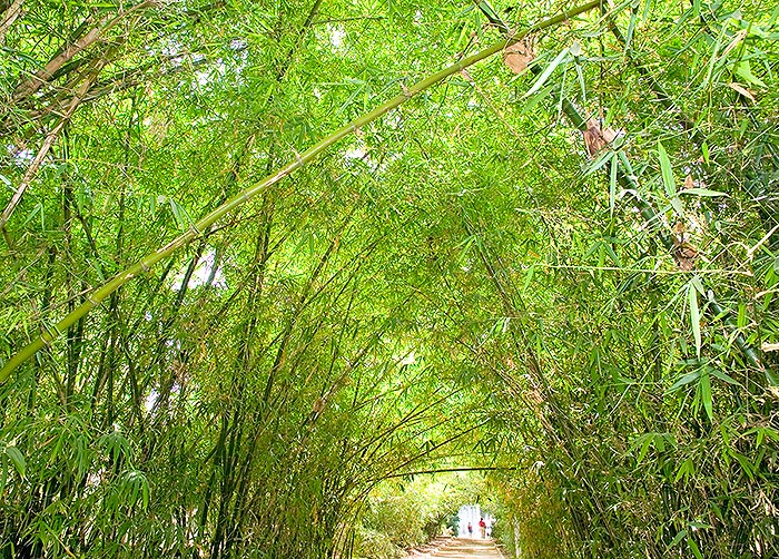 Sentier spectaculaire bordé de Bambusa vulgaris à Santa Cruz de Ténérife. Les tiges peuvent atteindre 15m de haut ©Giuseppe Mazza