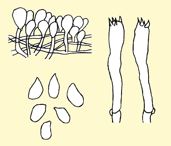 Marasmius oreades spores, pileipellis and basidia © Pierluigi Angeli